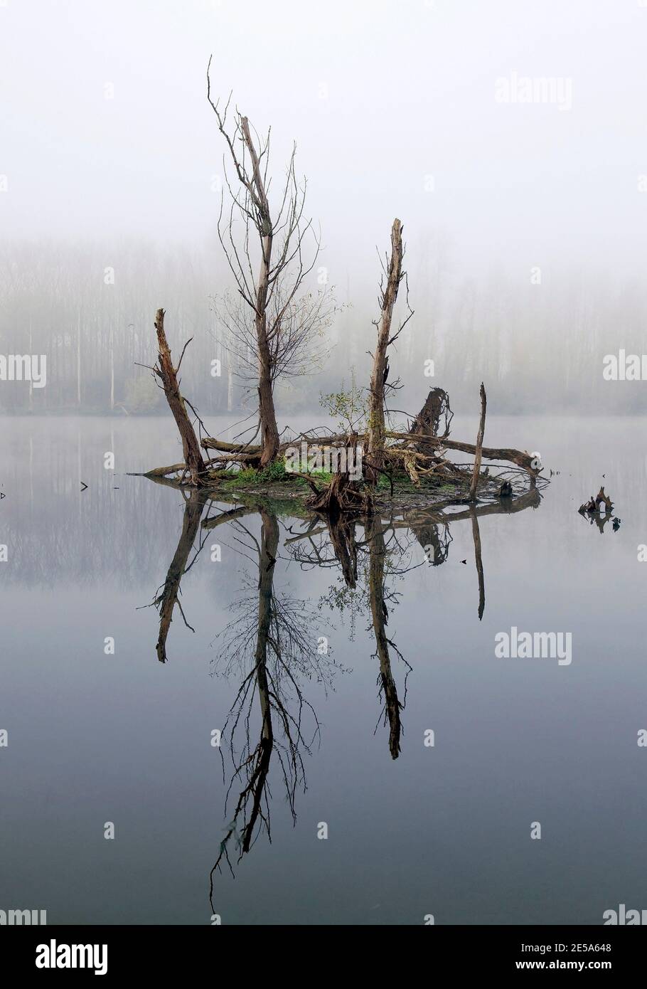 isle with dead trees in a lake in the November mist, Germany, North Rhine-Westphalia, Xanten, Naturschutzgebiet Bislicher Insel Stock Photo