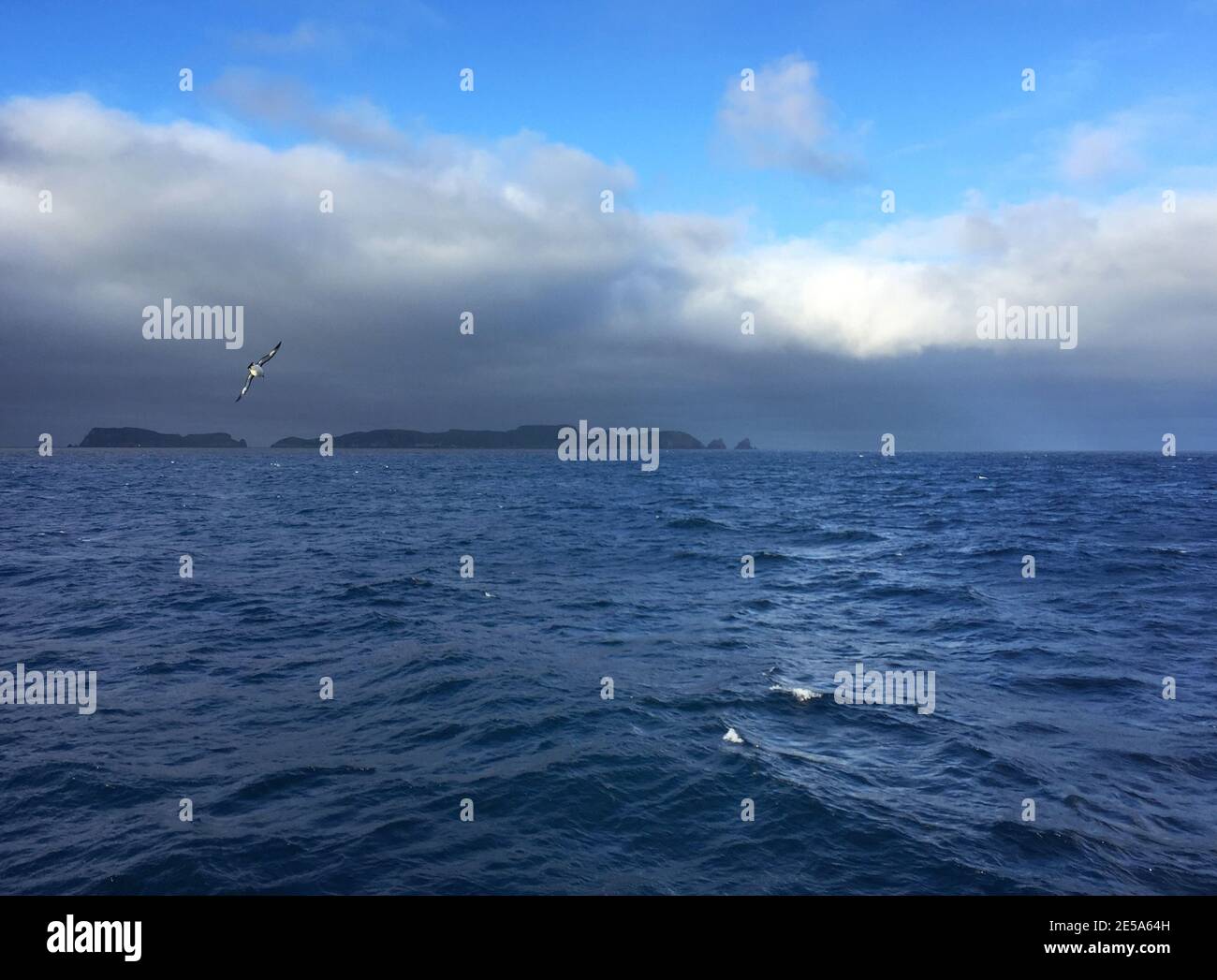 Pintado petrel, Antarctic cape petrel (Daption capense), flying over the Pacific Ocean, New Zealand, The Snares Stock Photo