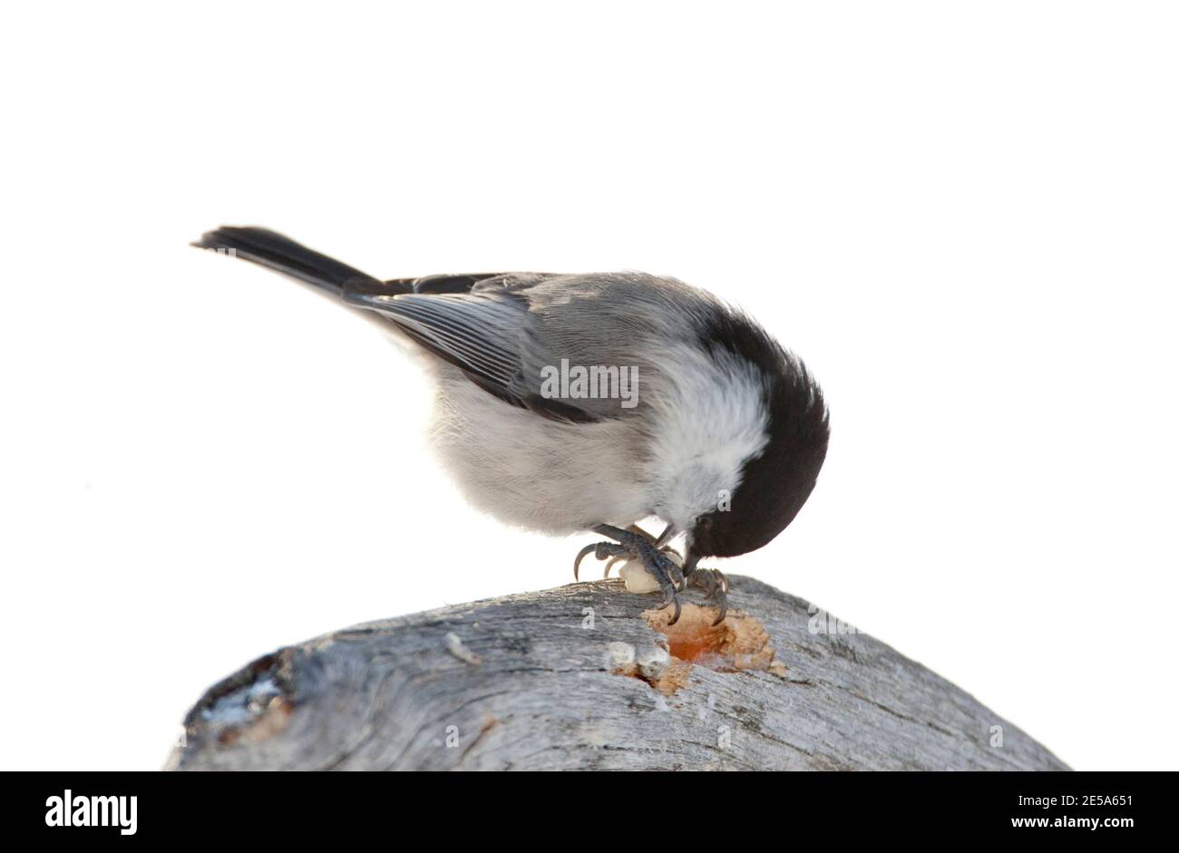 Scandinavian Willow Tit (Poecile montanus borealis, Poecile borealis), sitting on a frost covered branch eating a nut, Finland, Kuusamo, Taigawald Stock Photo