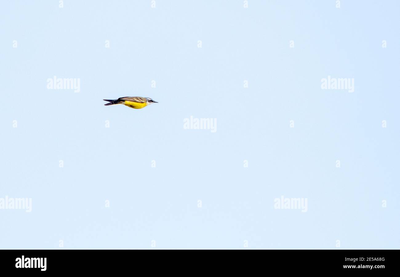 Yellow wagtail, Iberian wagtail, Spanish Wagtail (Motacilla flava iberiae, Motacilla iberiae), adult male in flight, Spain Stock Photo