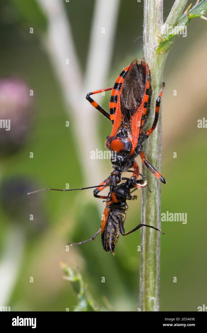 assassin bug (Rhinocoris iracundus, Rhynocoris iracundus), sitting at a stem with preyed beetle, Austria, Carinthia Stock Photo