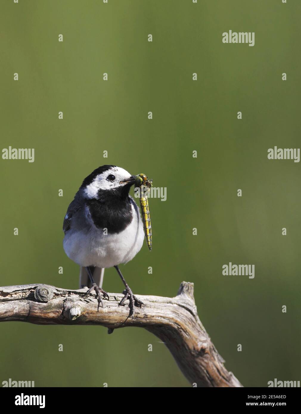 wagtail, white wagtail (Motacilla alba), perched on a branch with a dragonfly as prey in its beak, Denmark Stock Photo