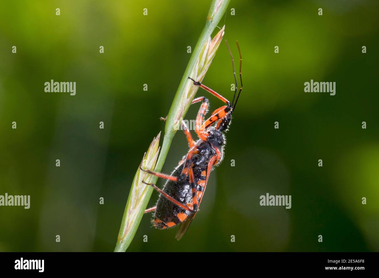 assassin bug (Rhinocoris iracundus, Rhynocoris iracundus), sitting at a grass ear, side view, Austria, Carinthia Stock Photo