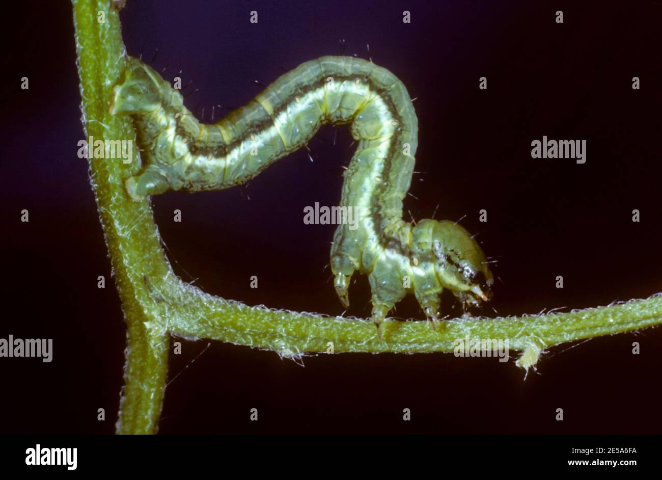 Latticed Heath (Chiasmia clathrata, Phalaena clathrata, Semiothisa clathrata), caterpillar creeping on a stem, Germany Stock Photo