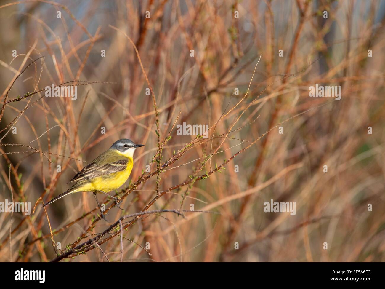 Yellow wagtail, Iberian wagtail, Spanish Wagtail (Motacilla flava iberiae, Motacilla iberiae), male perched on a twig, Spain Stock Photo