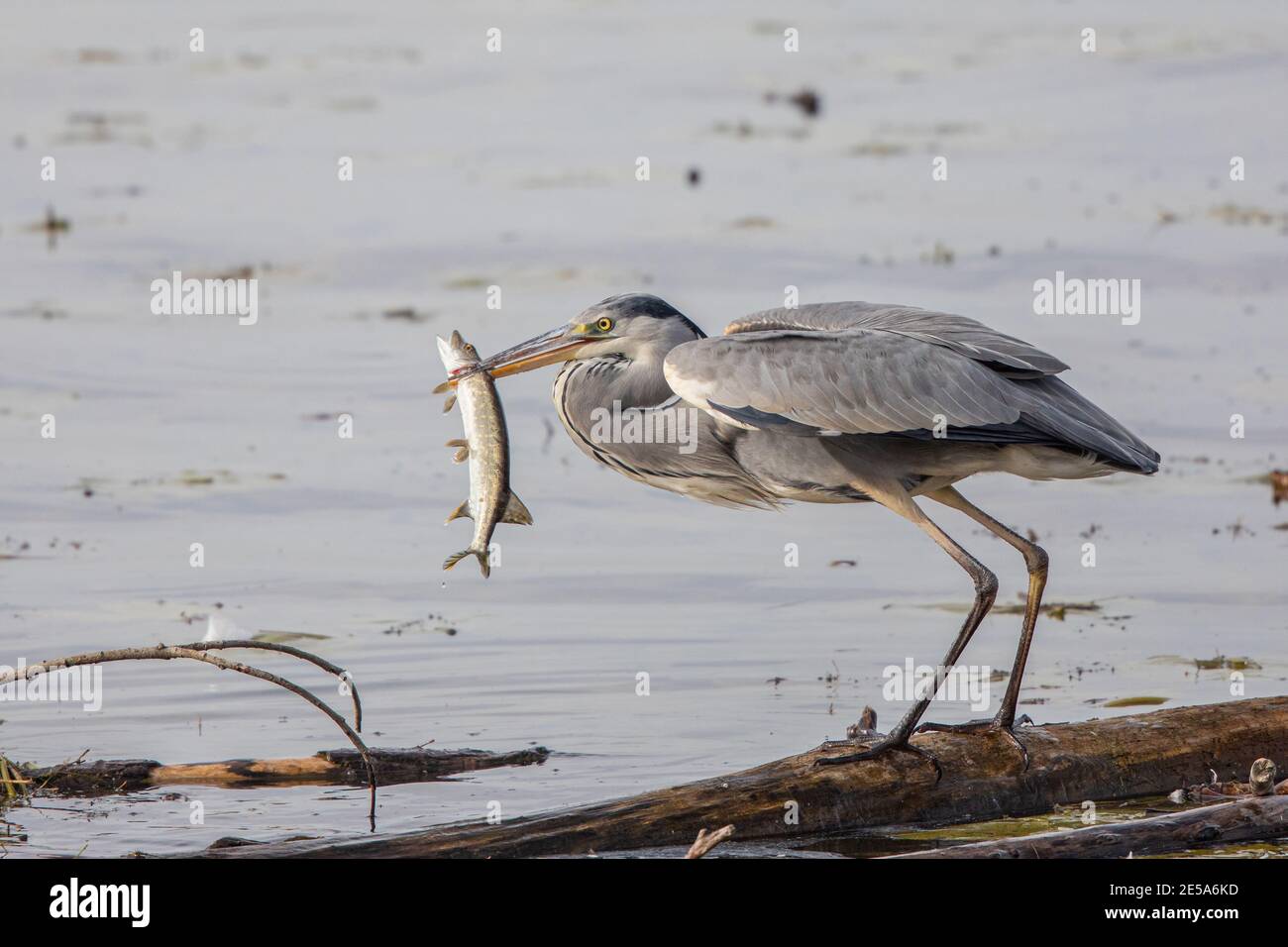 grey heron (Ardea cinerea), taking off with pike in the bill, Germany, Bavaria, Lake Chiemsee Stock Photo