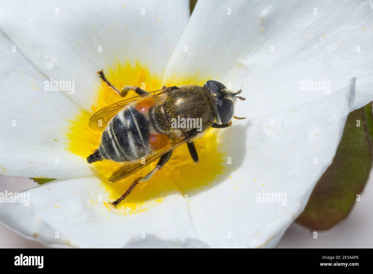 hoverfly (Merodon spec.), sits on a flower, Germany Stock Photo