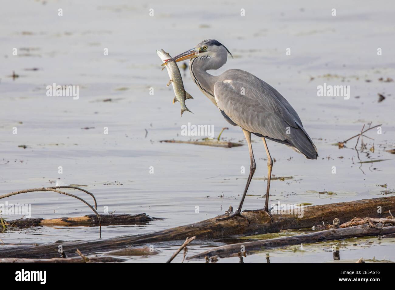 grey heron (Ardea cinerea), standing on driftwood with pike in the bill, Germany, Bavaria, Lake Chiemsee Stock Photo