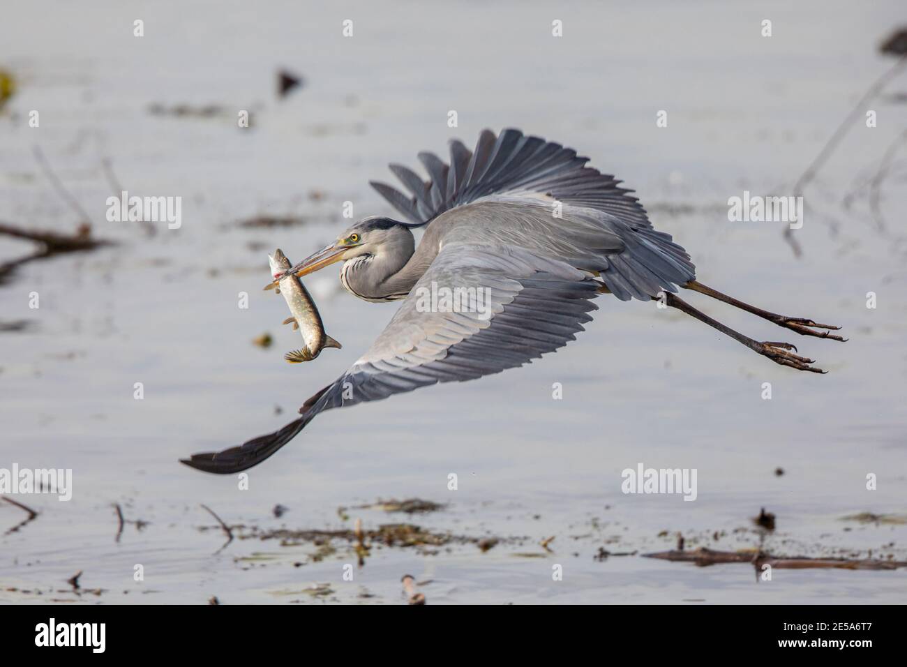 grey heron (Ardea cinerea), taking off with pike in the bill, Germany, Bavaria, Lake Chiemsee Stock Photo