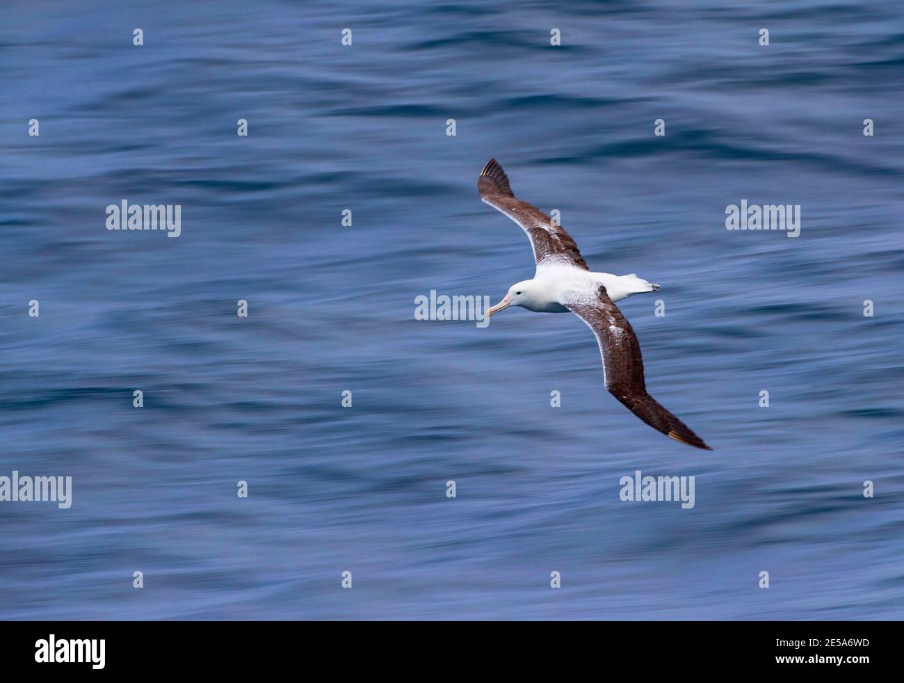 Royal albatross, Southern Royal Albatross (Diomedea epomophora), Adult flying low over the Pacific Ocean between, New Zealand, Auckland islands Stock Photo