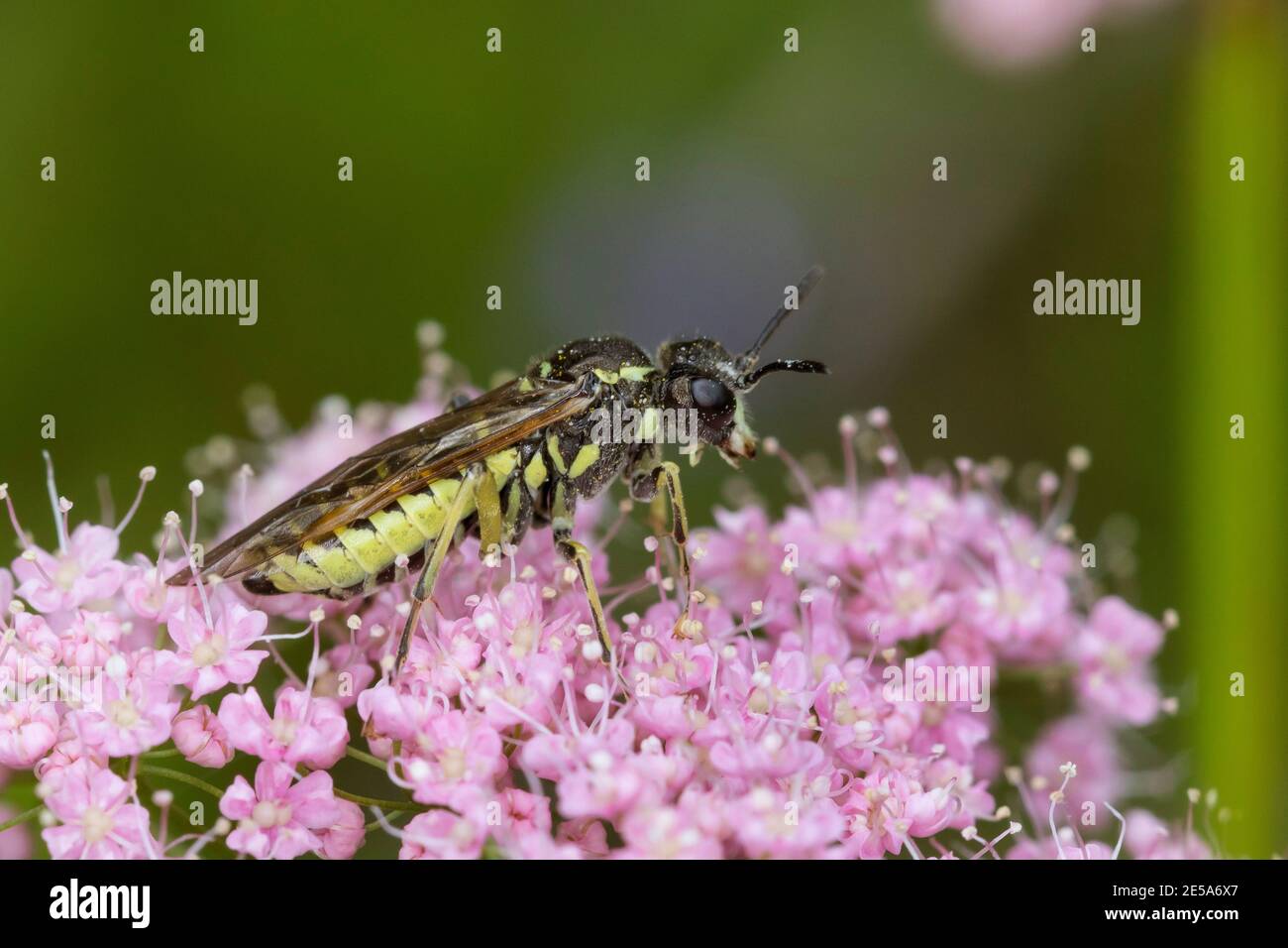sawfly (Tenthredo spec.), sits on pink flowers, Austria, Carinthia Stock Photo