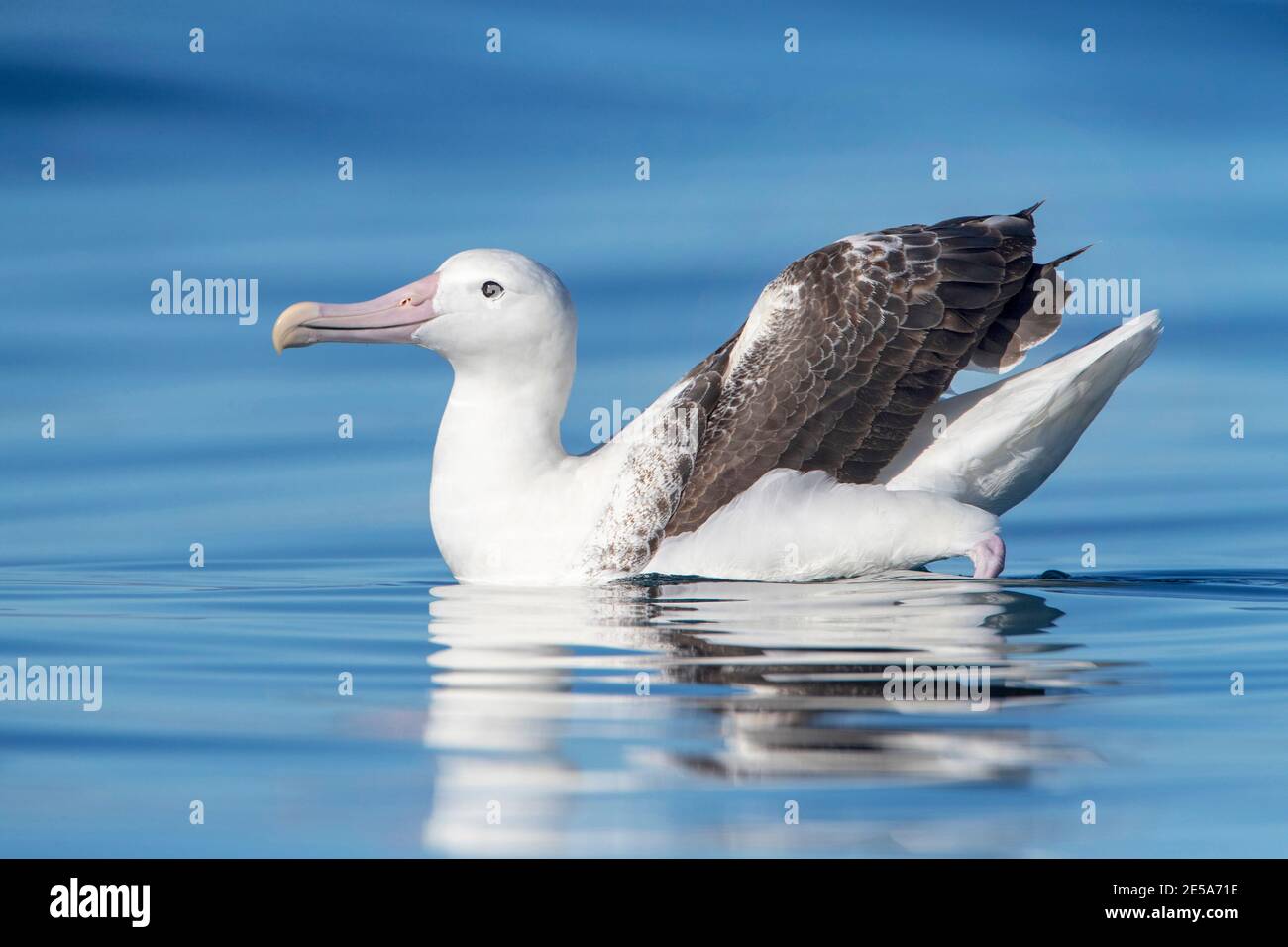 Royal albatross, Southern Royal Albatross (Diomedea epomophora), Adult swimming on a smooth ocean surface, New Zealand, Auckland islands Stock Photo