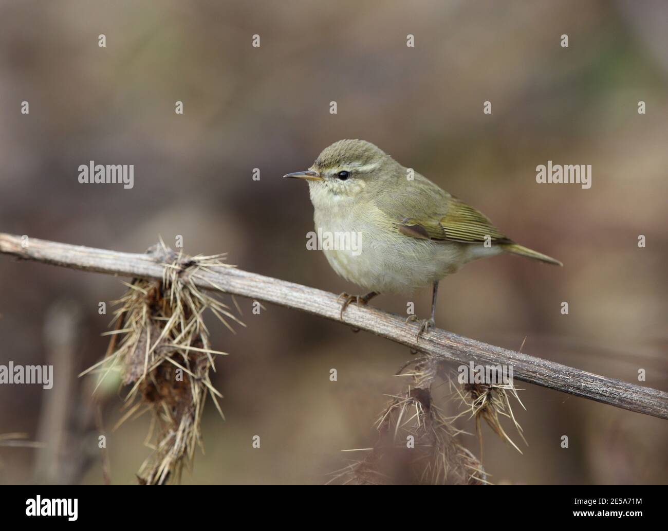 Kashmir willow hires stock photography and images Alamy
