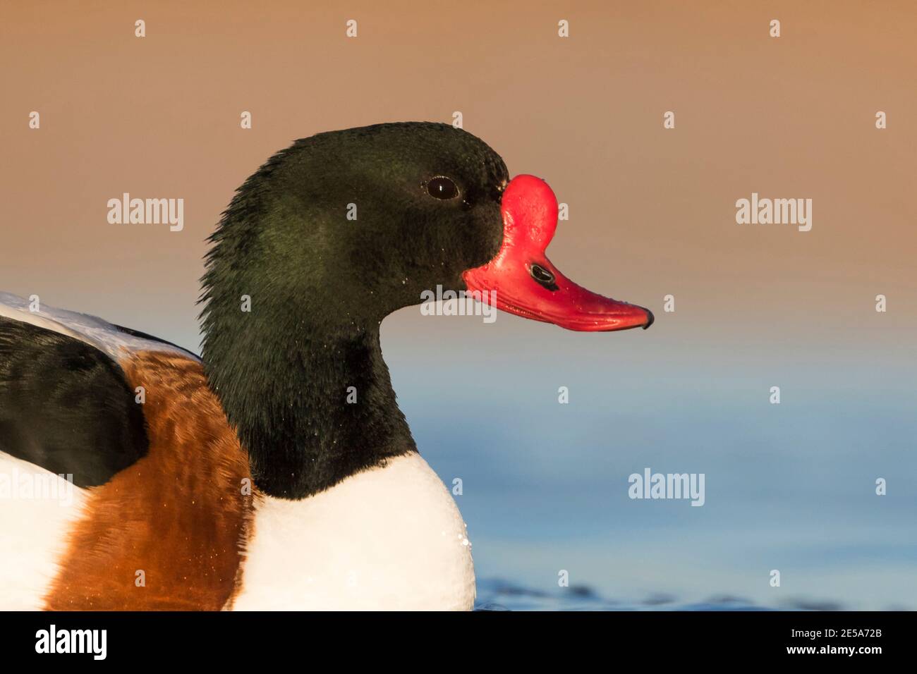 common shelduck (Tadorna tadorna), Adult male swimming on a lake, closeup of the head., Spain Stock Photo