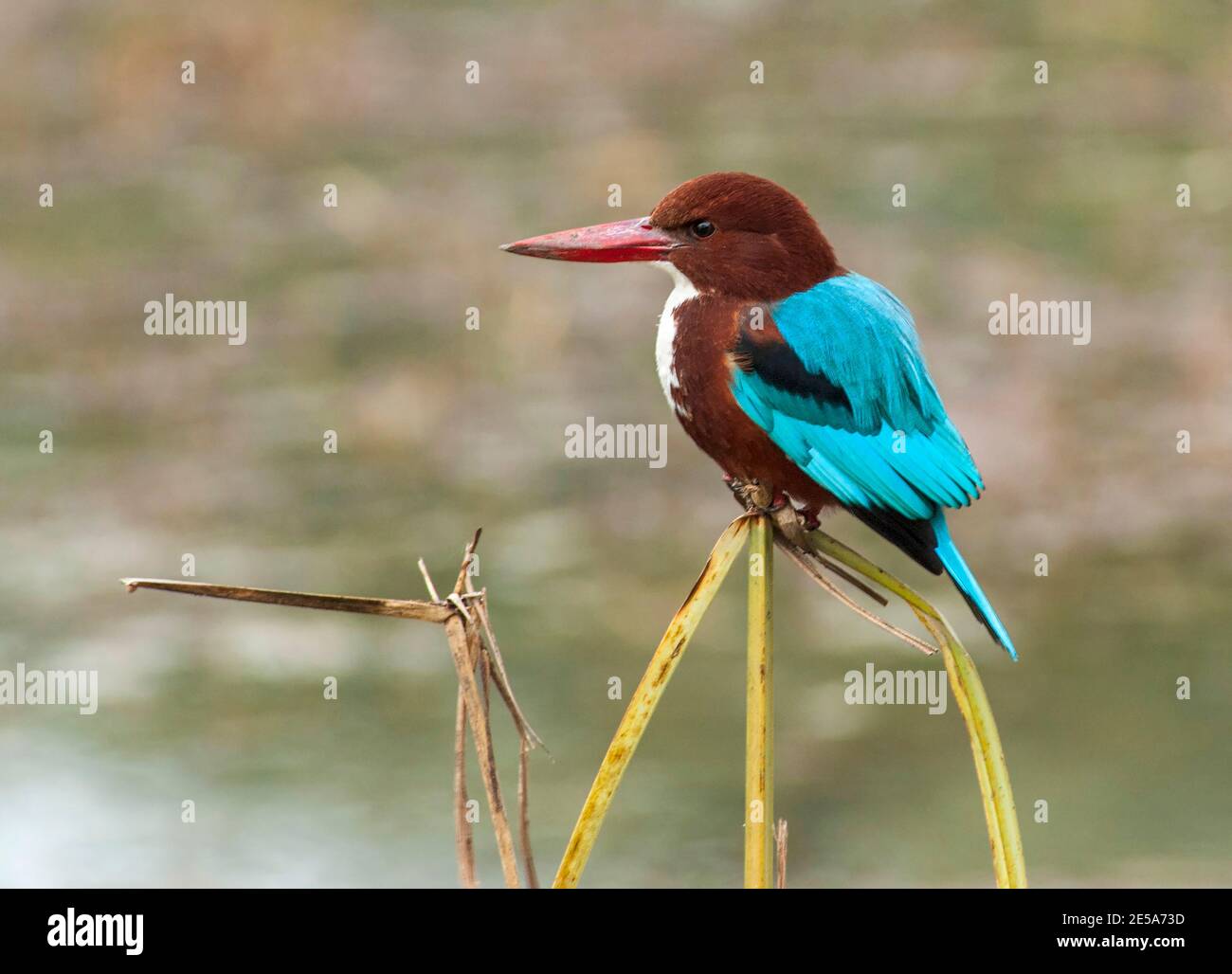 white-throated kingfisher, White-breasted Kingfisher, River Kingfisher (Halcyon smyrnensis fusca, Halcyon fusca), perching on a stem, India Stock Photo