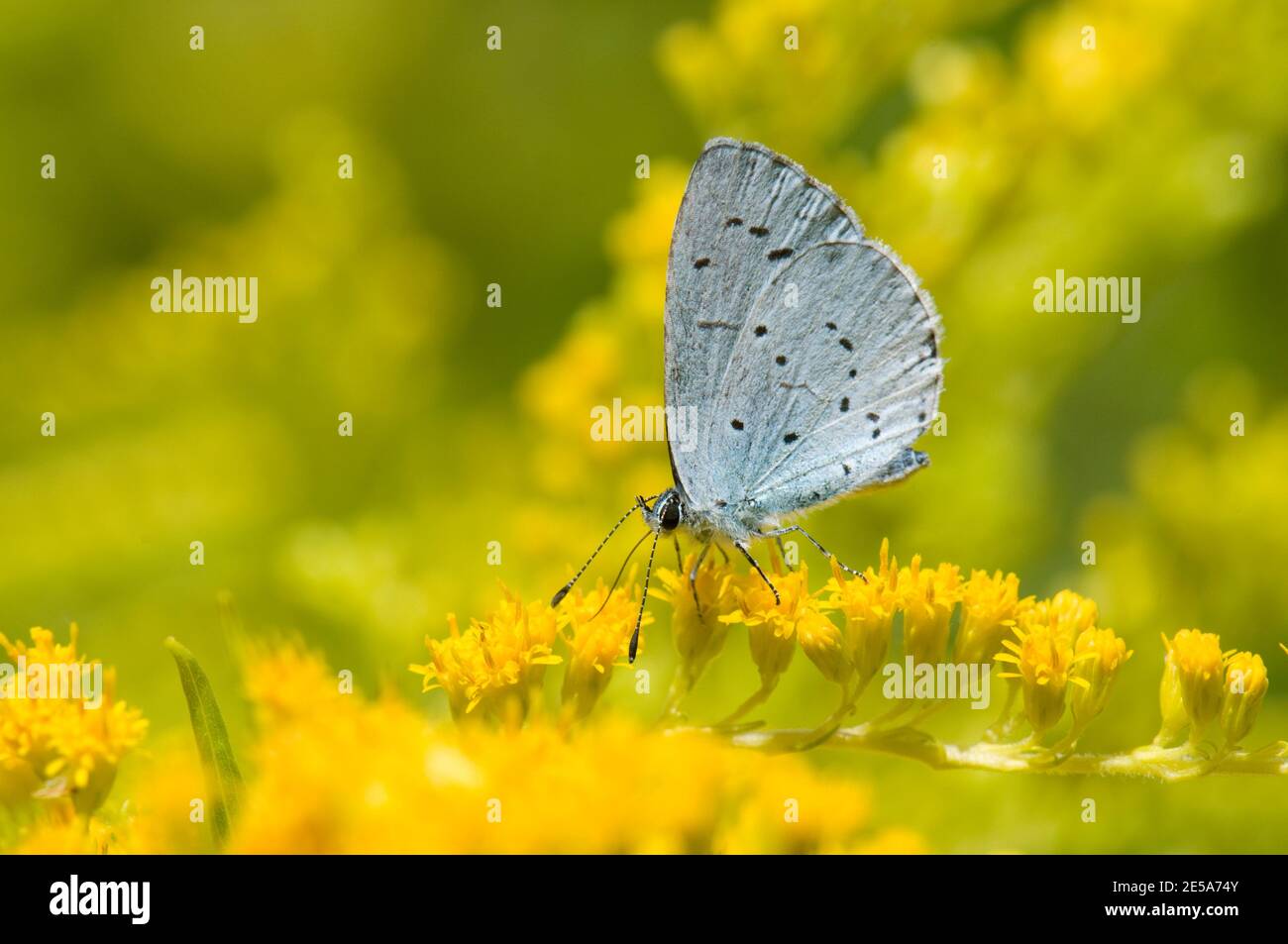 Holly Blue Butterfly, Celastrina argiolus, nectering on Goldenrod, Solidago, flowers in a garden at Harwell, Oxon, 7th August 2015. Stock Photo