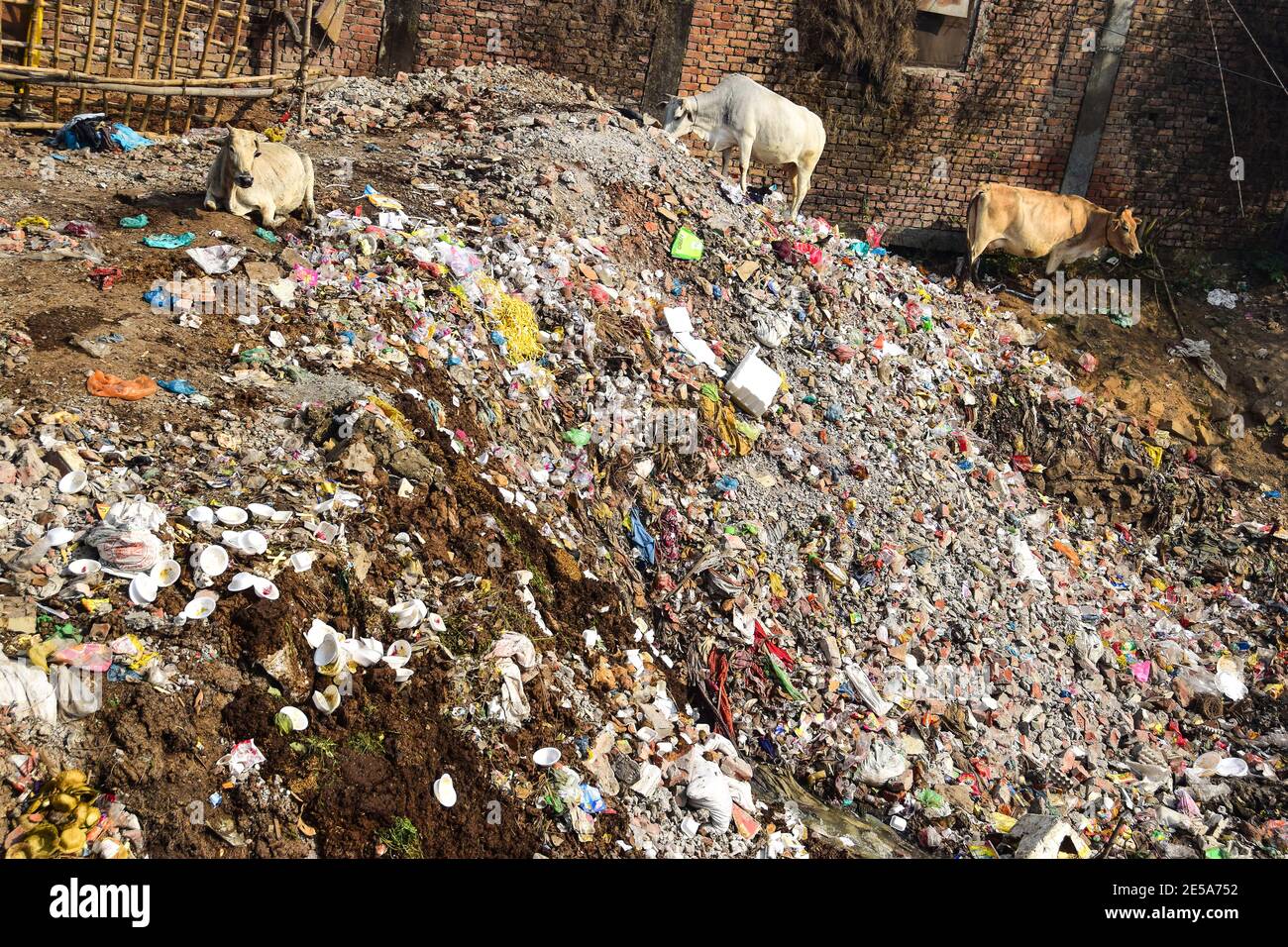 Sacred cows in rubbish tip, Ghats, Varanasi, India Stock Photo