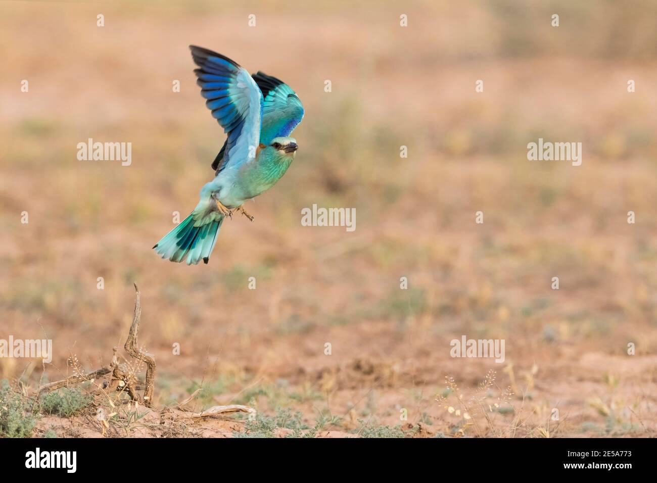 European roller (Coracias garrulus), in flight, Tajikistan Stock Photo