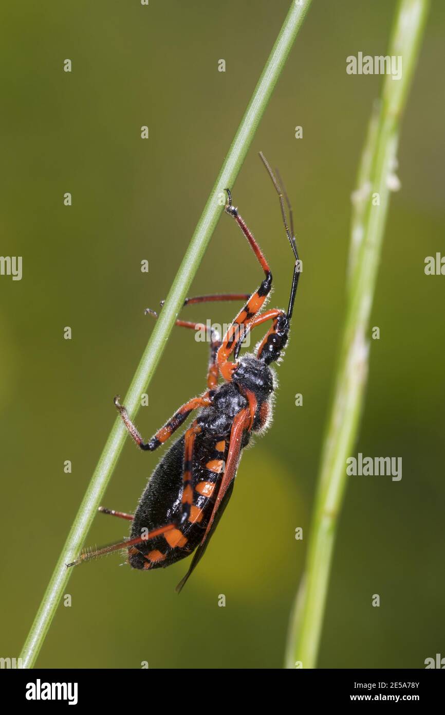 assassin bug (Rhinocoris iracundus, Rhynocoris iracundus), sitting at a stem, side view, Austria, Carinthia Stock Photo