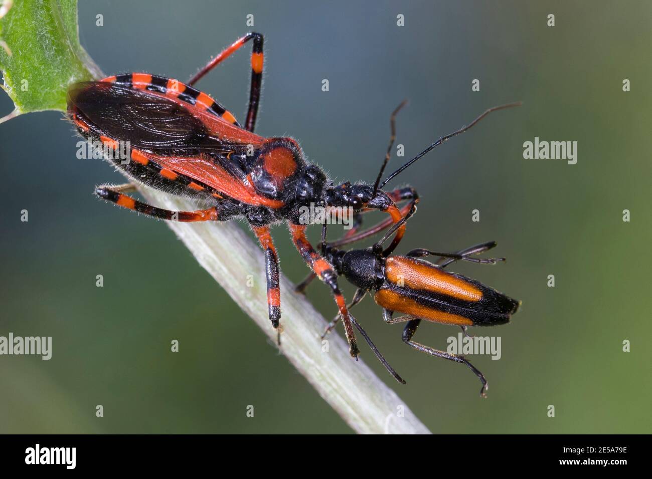 assassin bug (Rhinocoris iracundus, Rhynocoris iracundus), sitting at a stem with preyed beetle, Austria, Carinthia Stock Photo