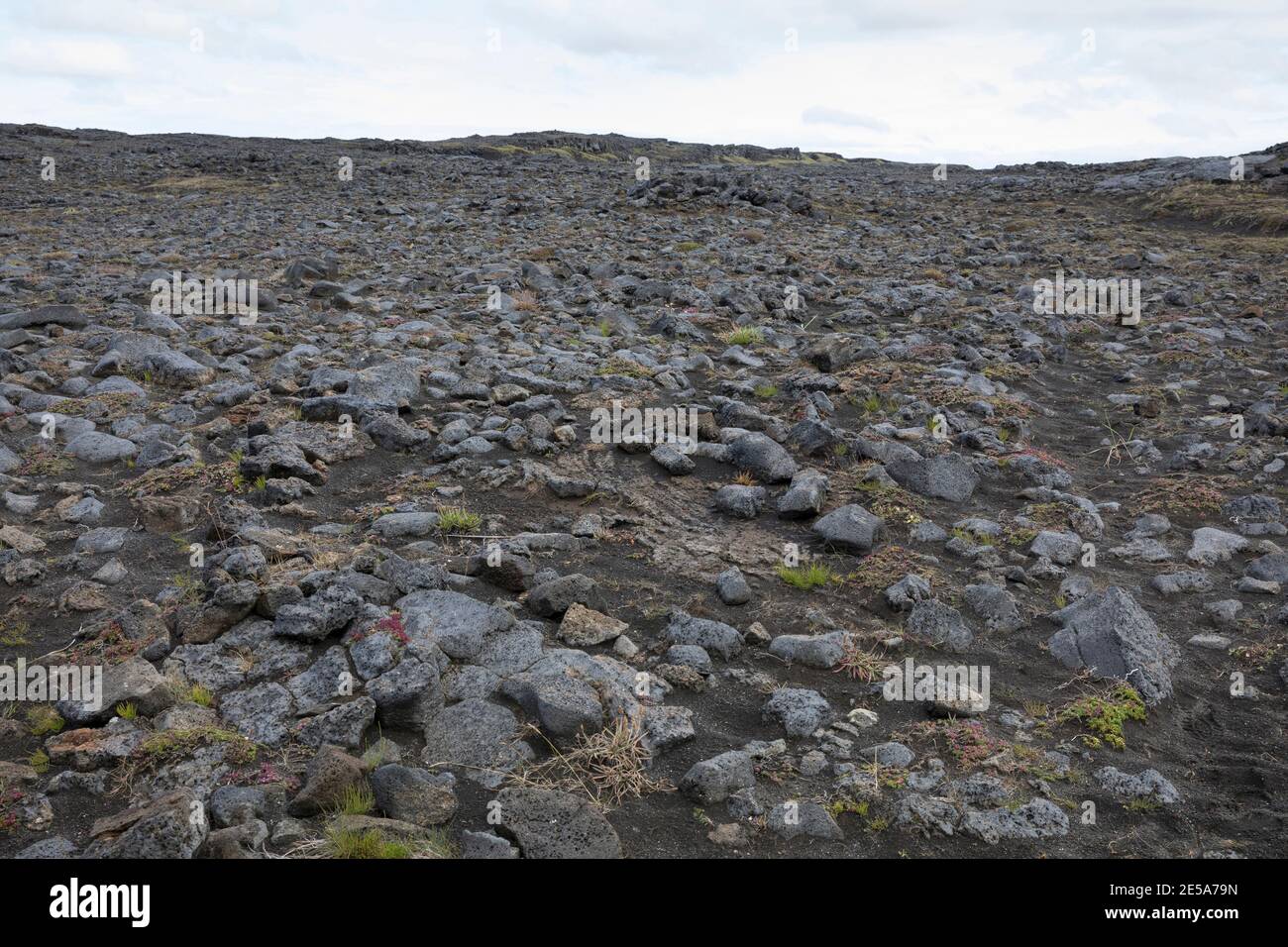 volcanic landscape with lichens and mosses, Iceland, Reykjanes Peninsula Stock Photo