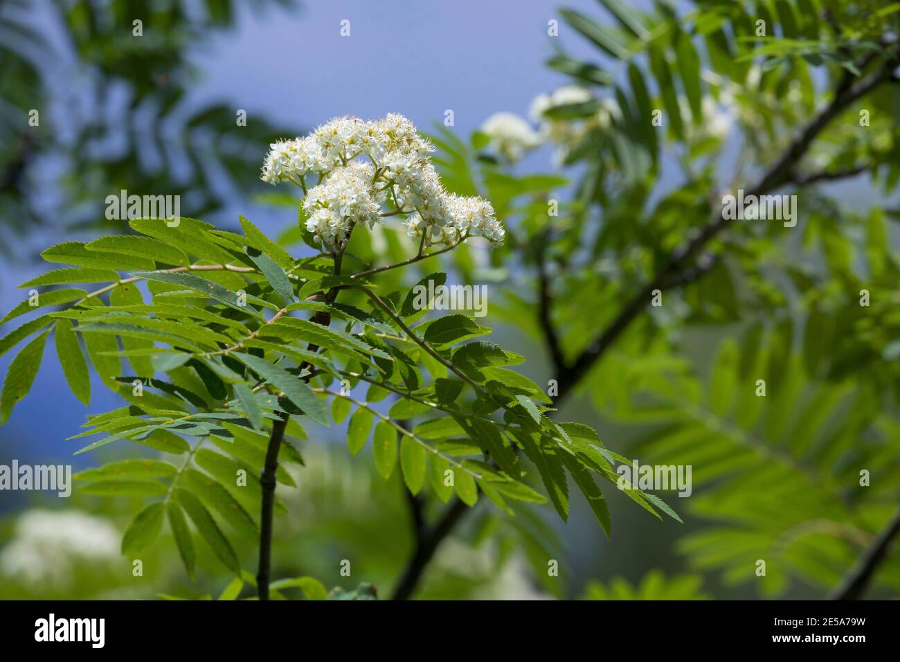 European mountain-ash, rowan tree (Sorbus aucuparia), blooming, Germany ...