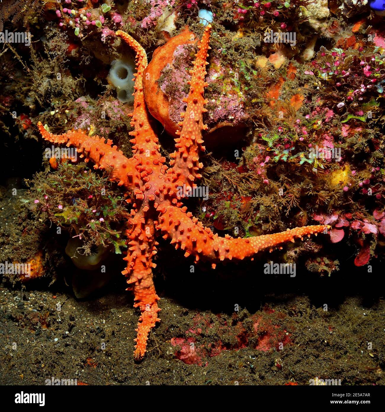 Gomophia egeriae, spiny sea star, Stacheliger Seestern Stock Photo