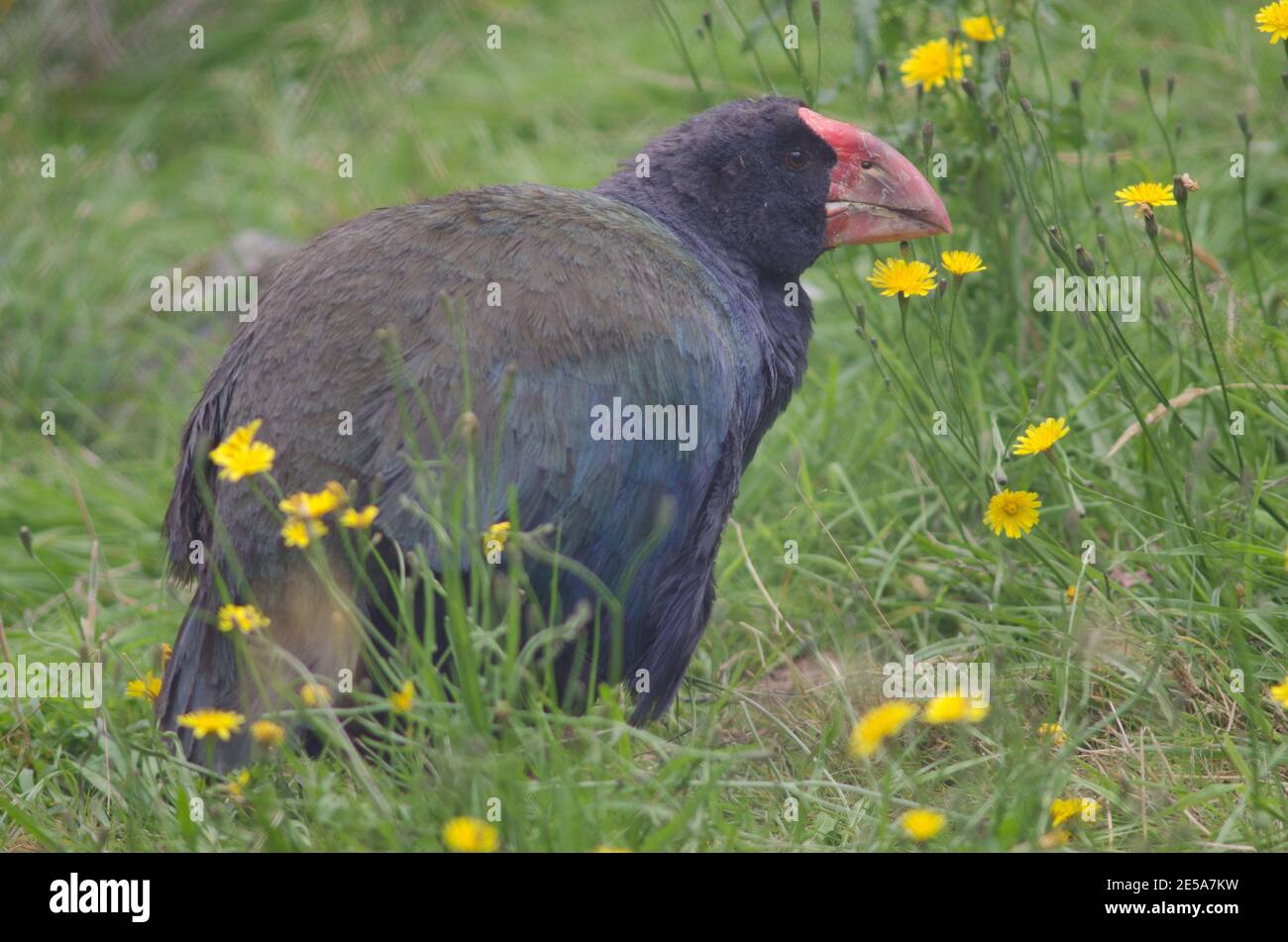 Takahe Porphyrio hochstetteri. Controlled conditions. Te Anau Bird Sanctuary. Te Anau. Southland. South Island. New Zealand. Stock Photo