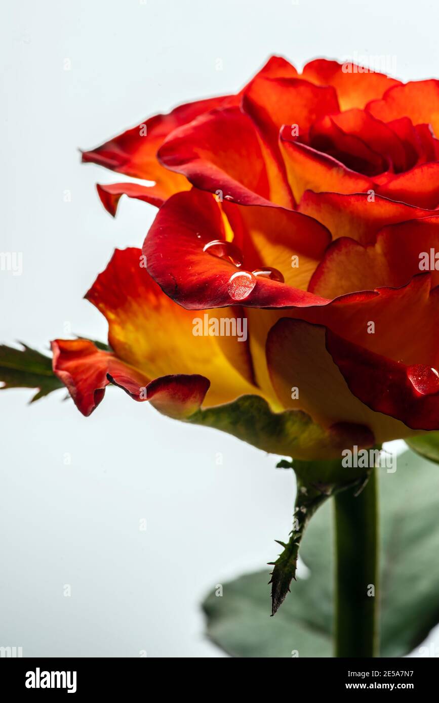 Detailaufnahme einer zweifarbigen Rose mit Tautropfen Stock Photo