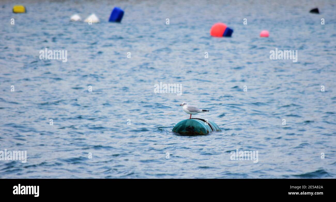 Fantastic shot of a tiny seagull resting on a buoy floating in the sea