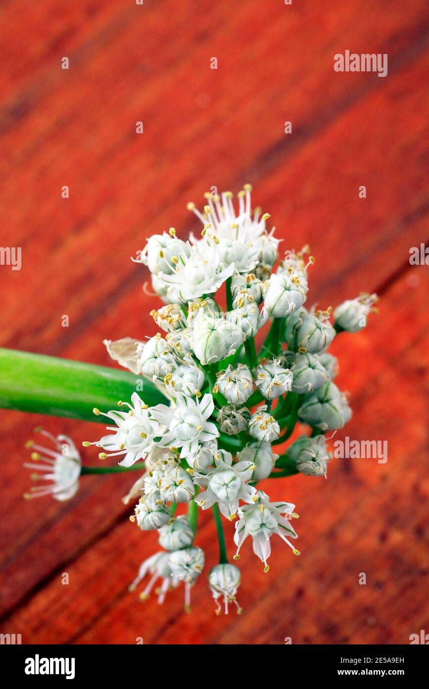 Umbel of onion flower(Allium cepa) on wood background. Stock Photo