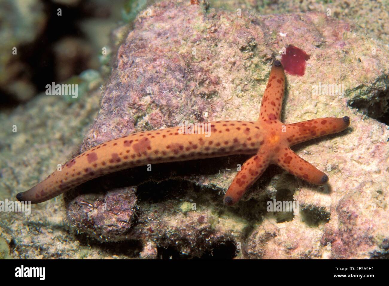 Linckia multifora, spotted linckia, multicolor sea star, Kometenstern, Kometen-Seestern Stock Photo