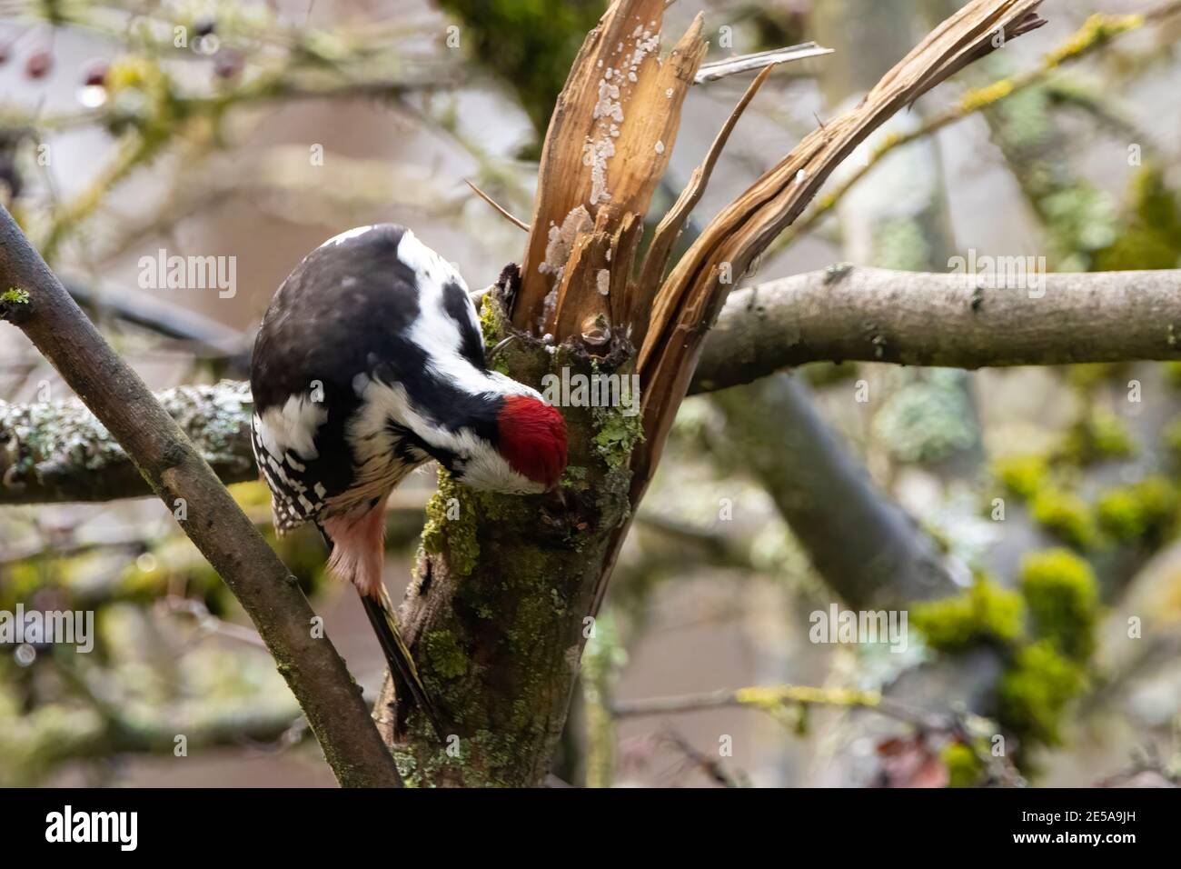 A woodpecker in a little forest next to the Mönchbruch pond looking for food. Stock Photo