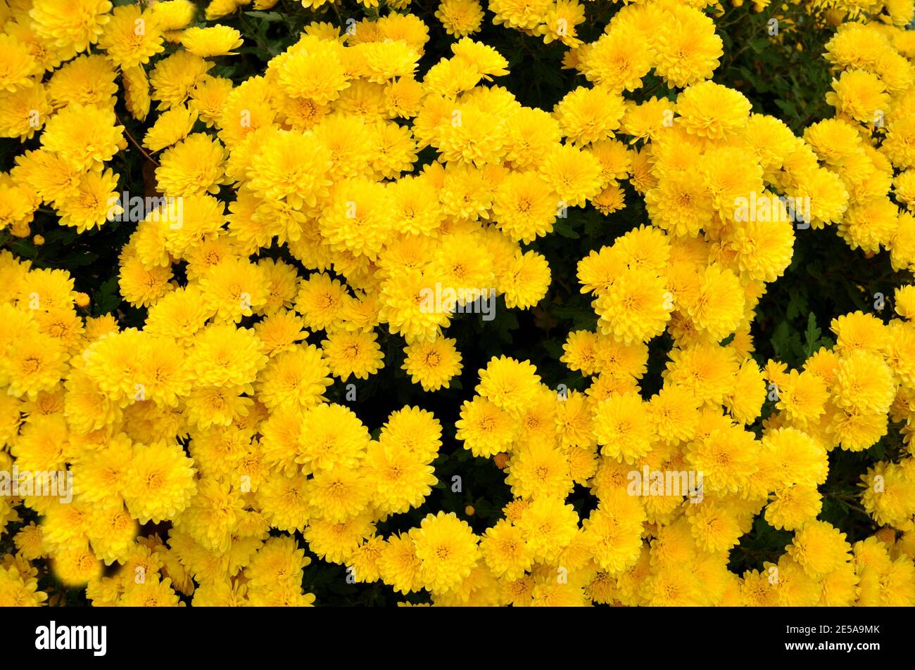 Compact view of small yellow chrysanthemum Stock Photo