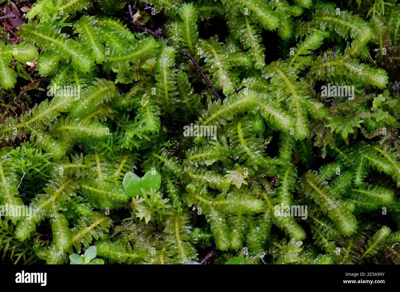 Moss Acromastigum colensoanum. Fiordland National Park. Southland. South Island. New Zealand. Stock Photo
