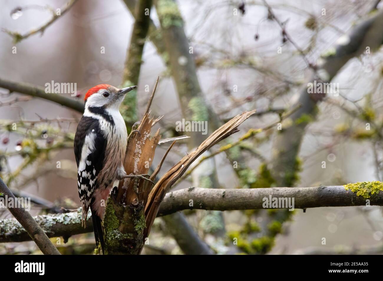 A woodpecker in a little forest next to the Mönchbruch pond looking for food. Stock Photo