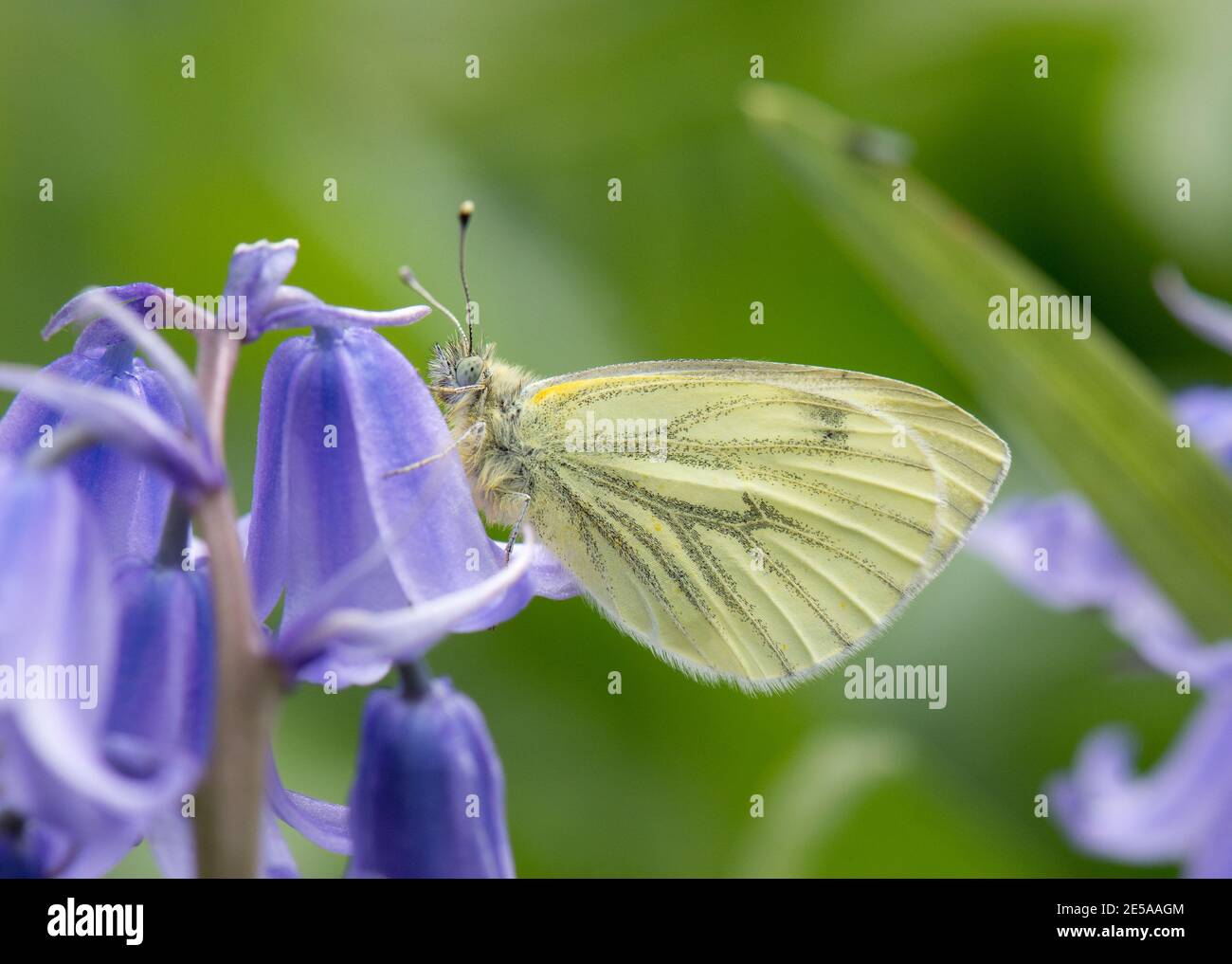 Female Green-veined White Butterfly, Pieris napi, on Spanish Bluebell flower, Hyacinthoides hispanica, in a garden at Harwell, Oxon, 5th May 2017. Stock Photo