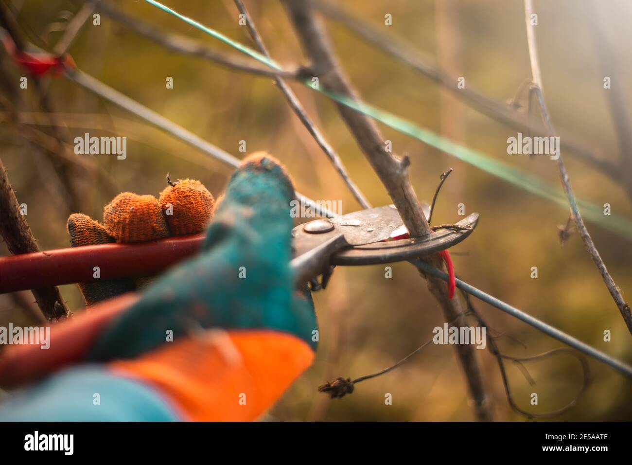 Gardener pruning trees with pruning shears on a nature background Stock ...