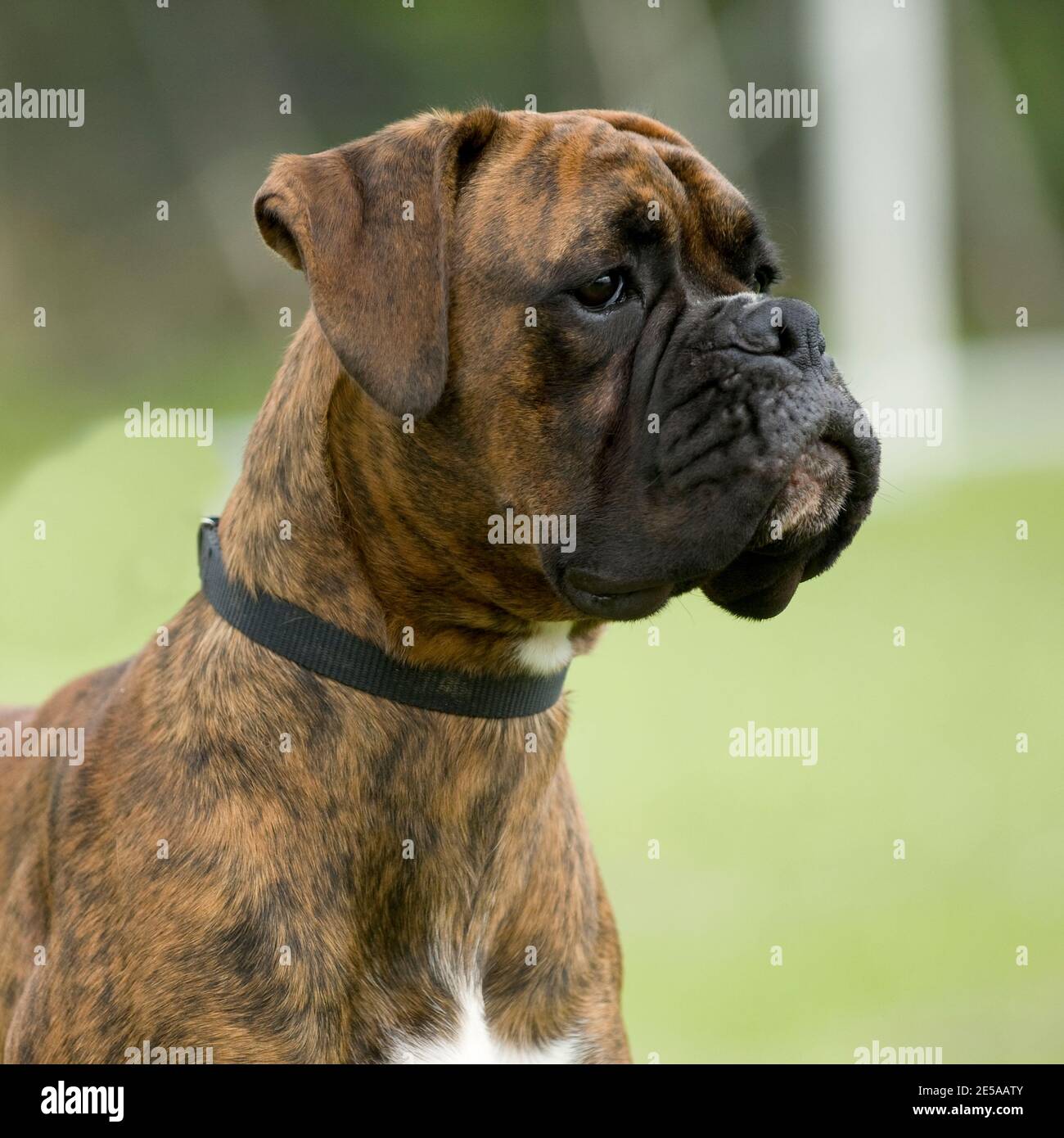 Pedigree boxer puppies sales