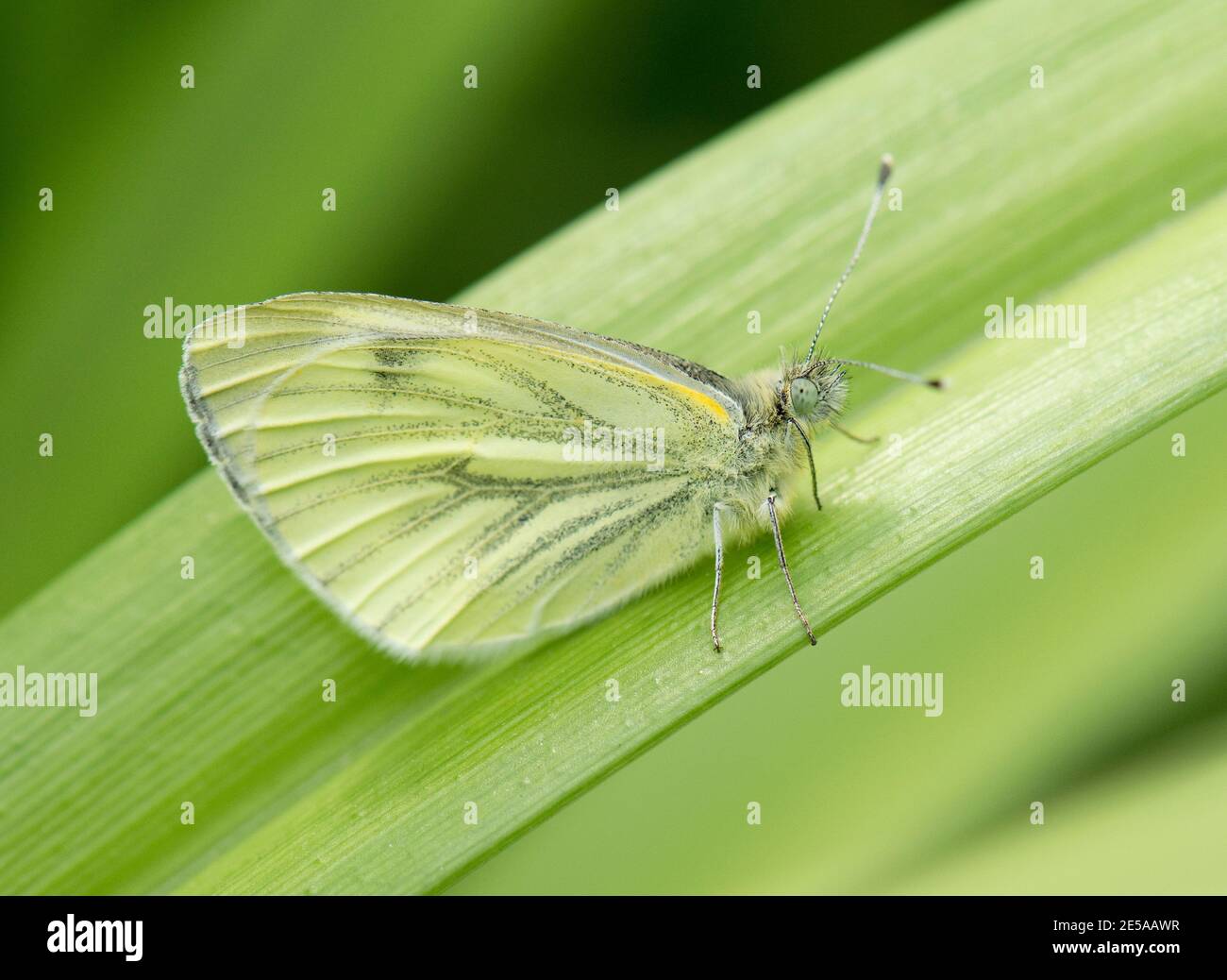 Female Green-veined White Butterfly, Pieris napi, at rest in a garden at Harwell, Oxon, 5th May 2017. Stock Photo