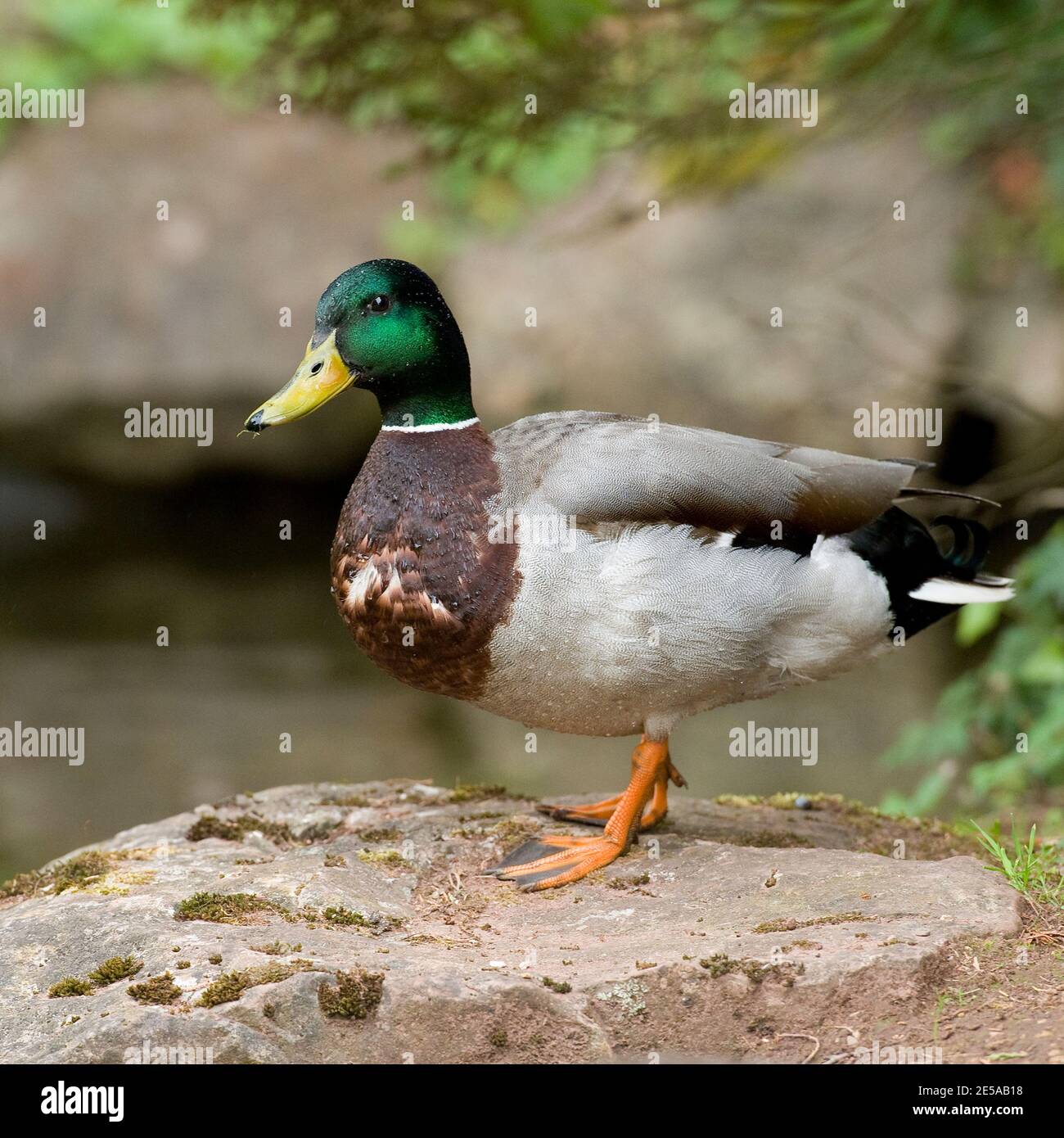 mallard duck drake Stock Photo