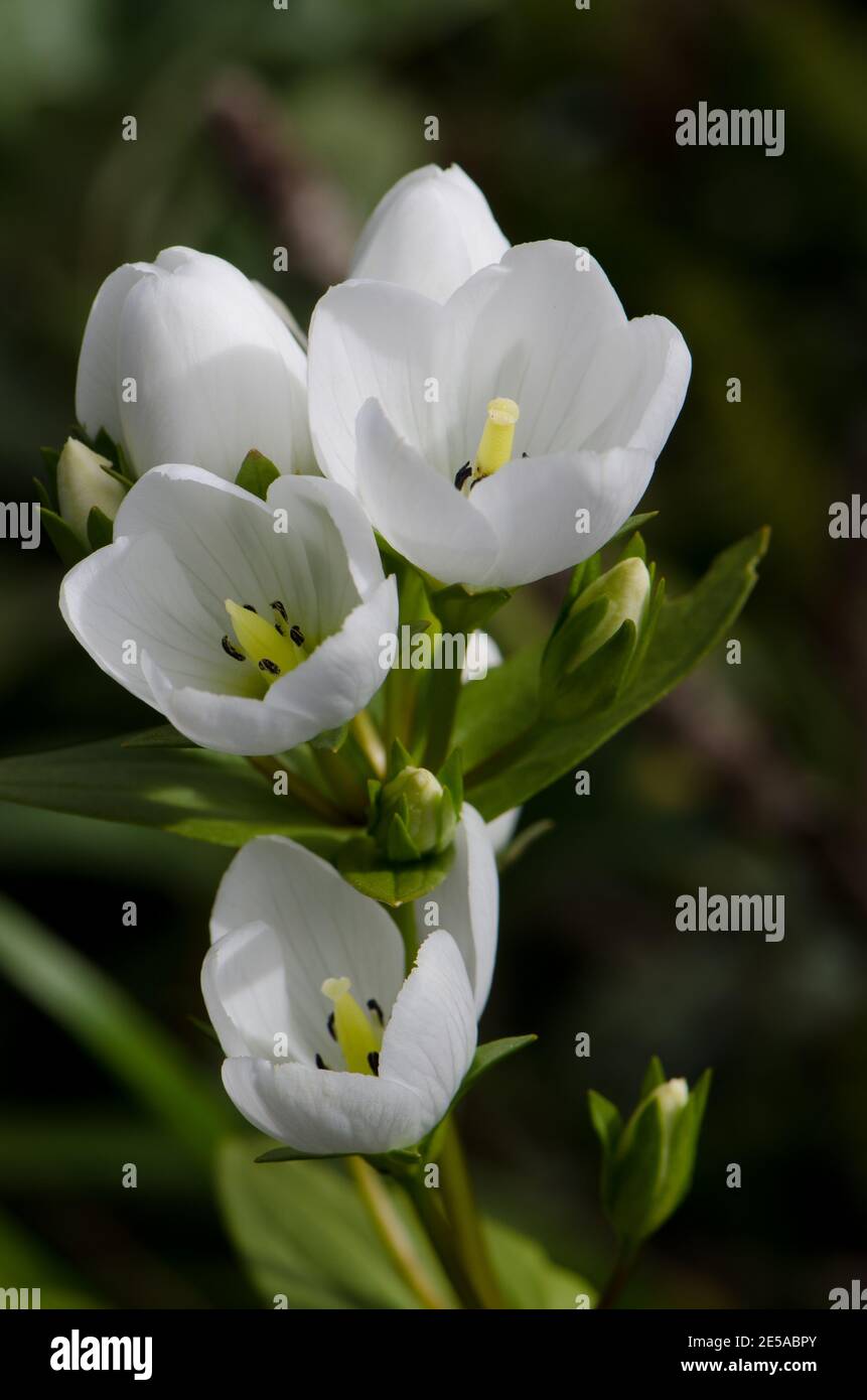 Flowers of dwarf gentian Gentianella sp. Fiordland National Park. Southland. South Island. New Zealand. Stock Photo