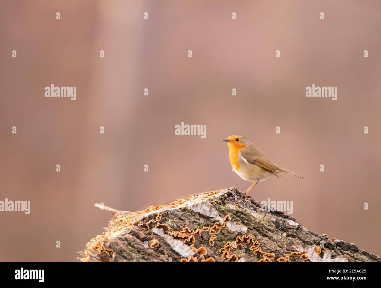European Robin, Erithacus rubecula, perched on a log inteh British countryside with a silky smoth pink sunset behind Stock Photo