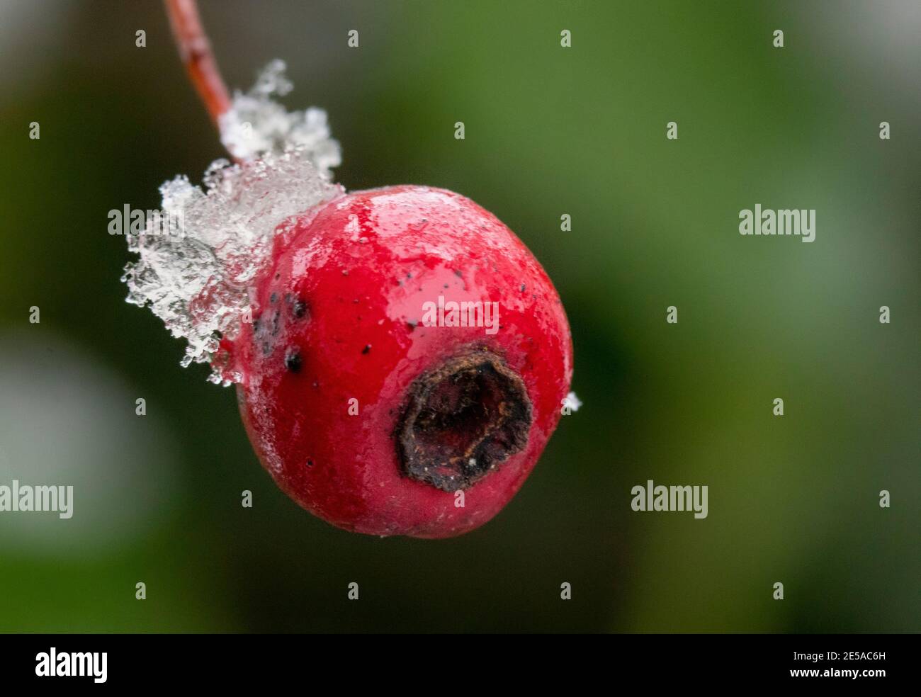 Winter landscapes, snow, ice, twigs, droplets Stock Photo