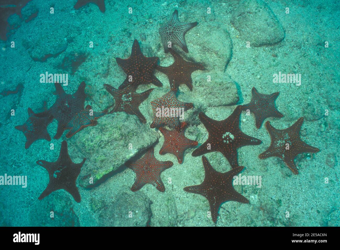 Pentaceraster cummingi, cushion star, Panamaischer Noppen-Seestern, Kissen-Seestern, Galapagos Islands, Galapagos-Inseln Stock Photo