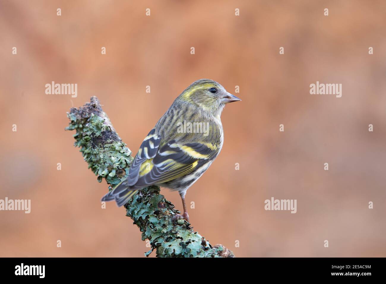 Female Eurasian siskin (Carduelis spinus) perched on a twig in winter Stock Photo