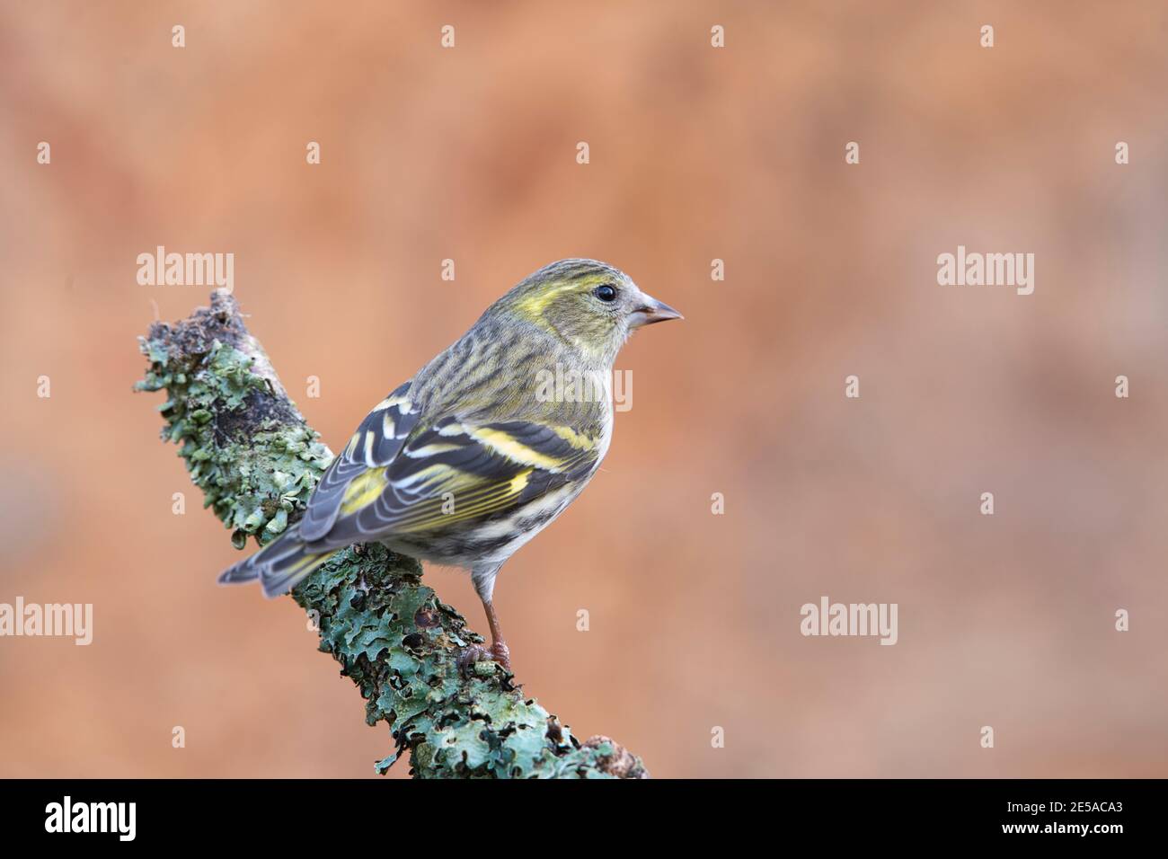 Female Eurasian siskin (Carduelis spinus) perched on a twig in winter Stock Photo