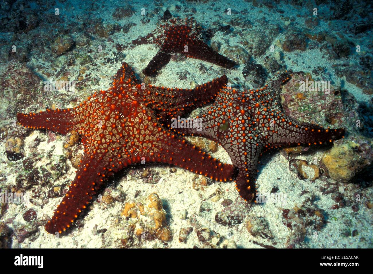 Pentaceraster cummingi, cushion star, Panamaischer Noppen-Seestern, Kissen-Seestern, Galapagos Islands, Galapagos-Inseln Stock Photo