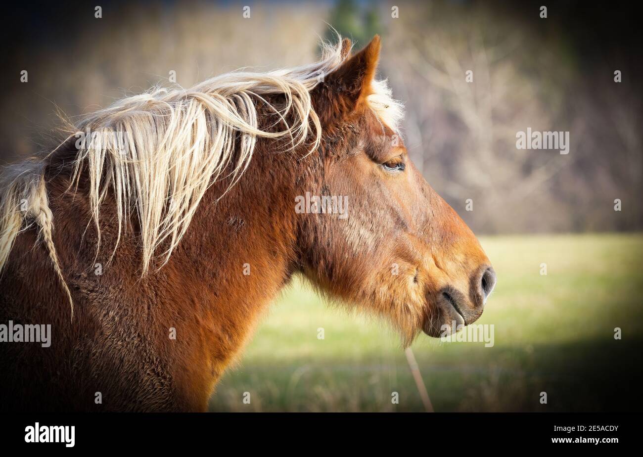 Very beautiful domesticated horse in the meadow, the best photo Stock