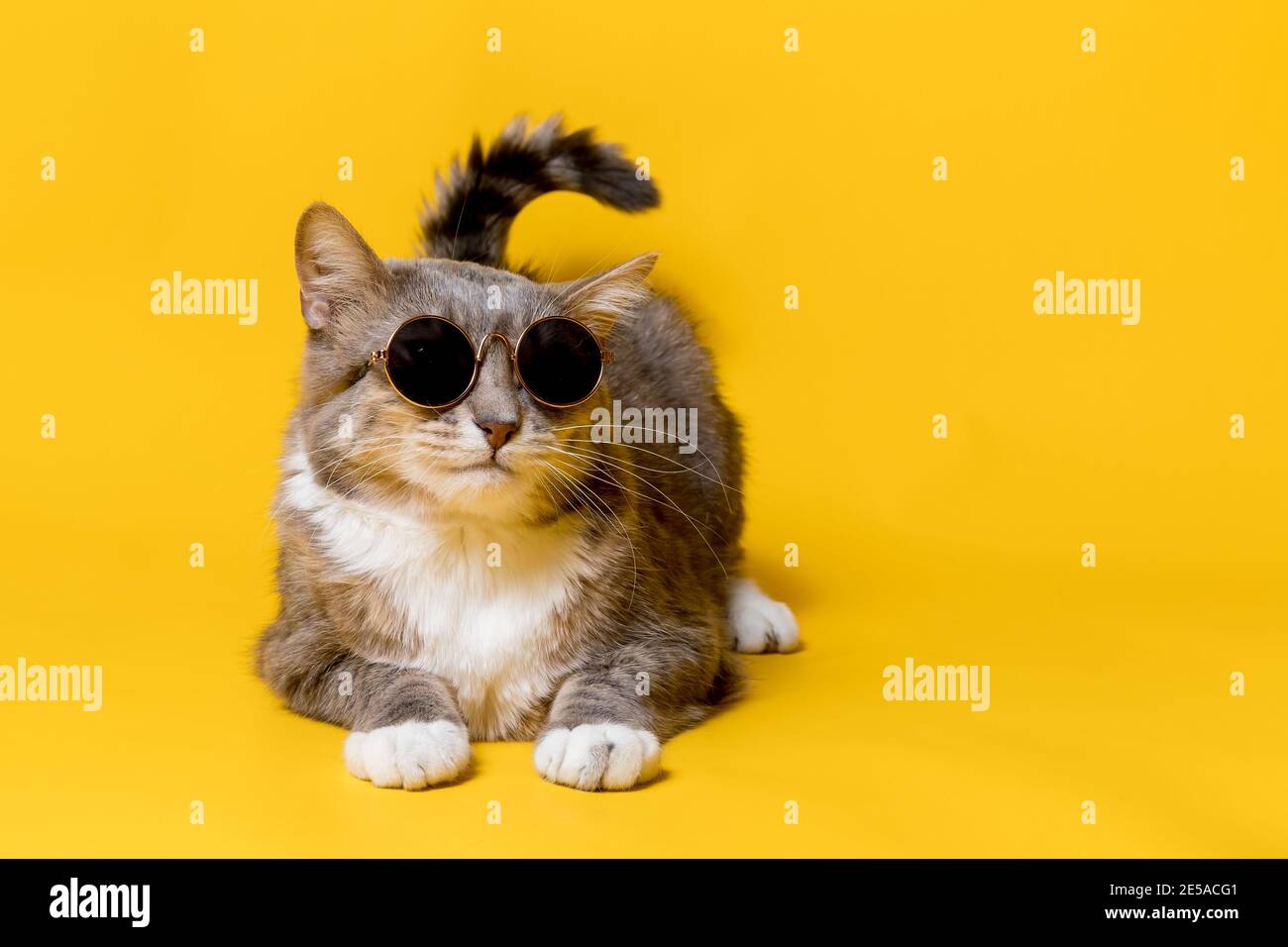 Sunglasses On Head Animal Hi Res Stock Photography And Images Alamy